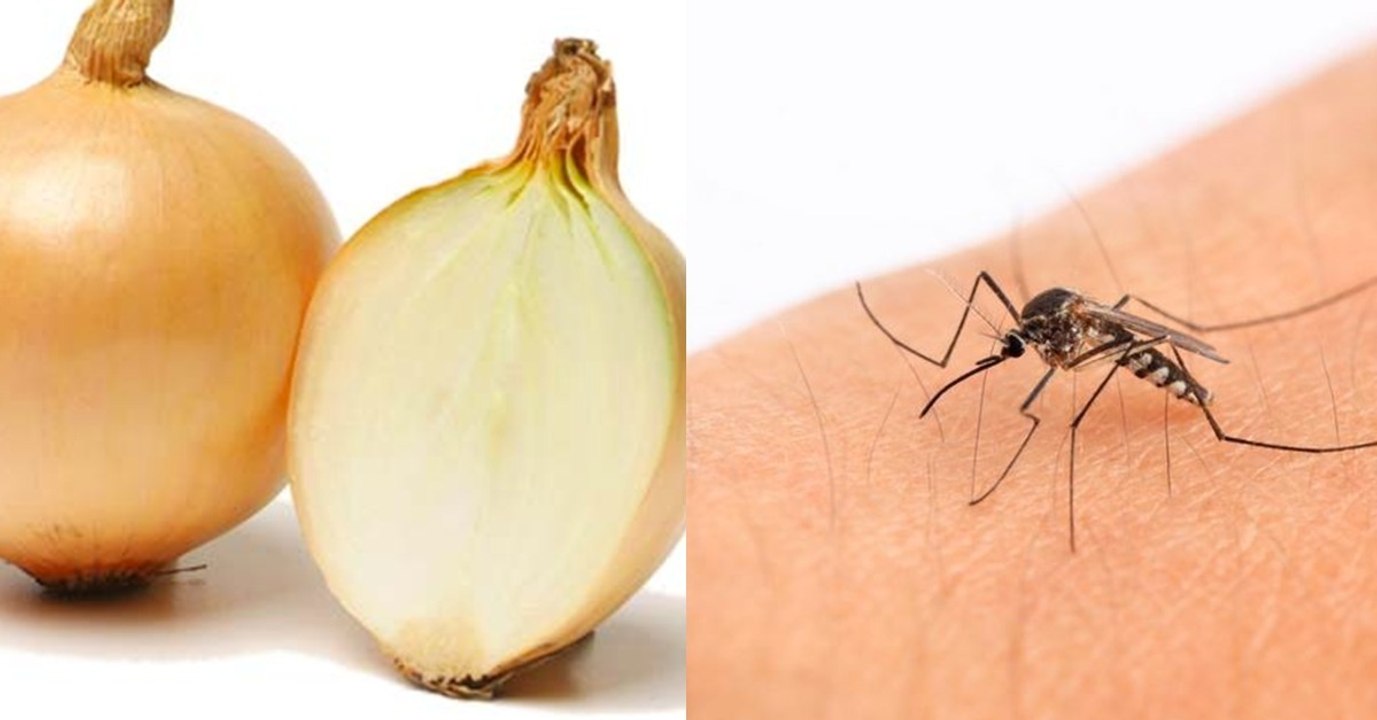 4 unbekannte Verwendungen für Zwiebeln, die du kennen solltest