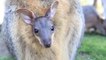 Ein kleines Wallaby schaut zum ersten Mal aus dem Beutel seiner Mutter hervor