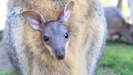 Ein kleines Wallaby schaut zum ersten Mal aus dem Beutel seiner Mutter hervor