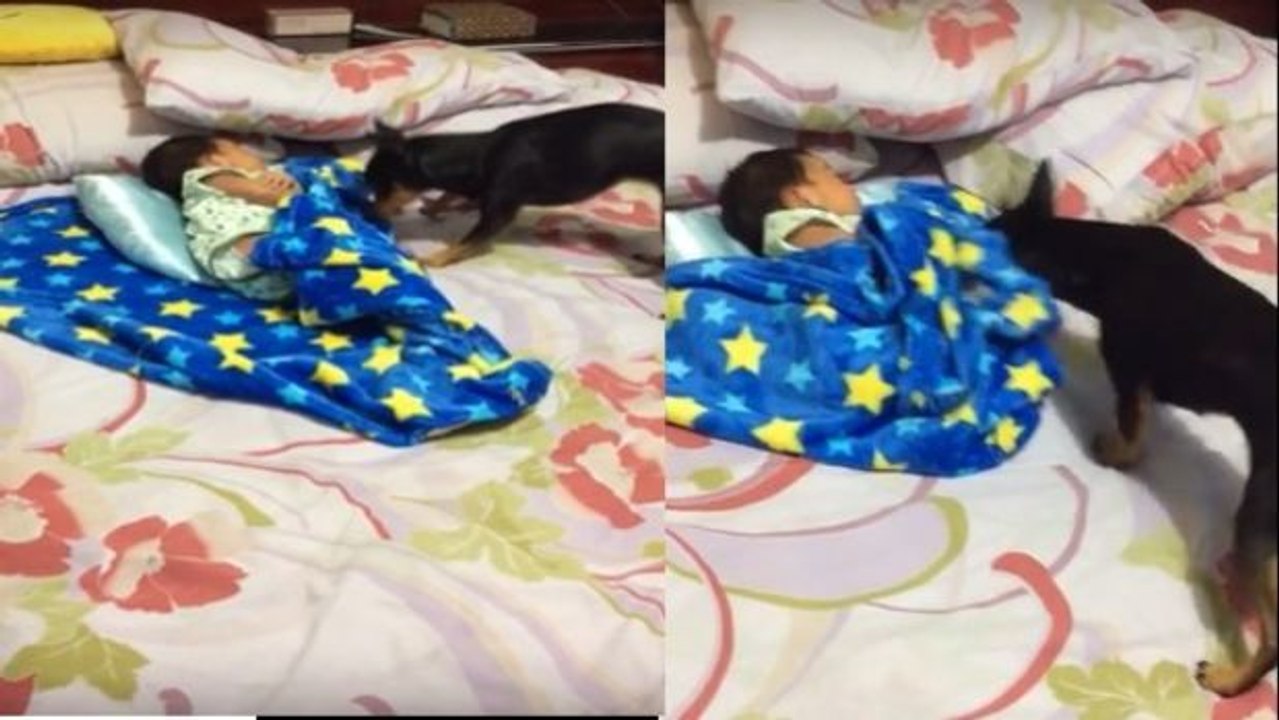 Ein Hund deckt ein Baby wie ein wahrer Babysitter zu