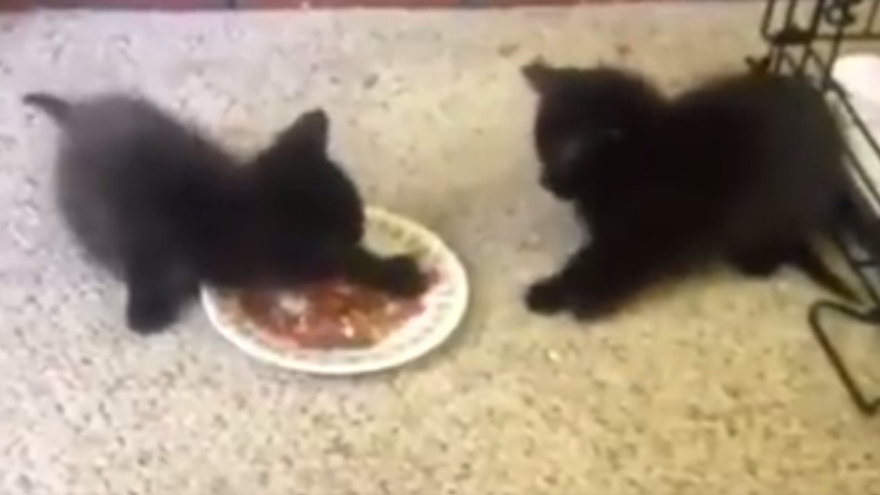 Diese Kätzchen wollen ihre Mahlzeit nicht teilen