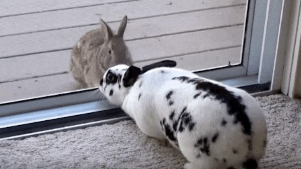 Wenn ein Wildkaninchen auf ein Hauskaninchen trifft, dann kommt DAS dabei heraus!