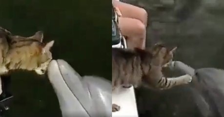 Скачать видео: Eine ungewöhnliche Freundschaft zwischen einer Katze und einem Delfin