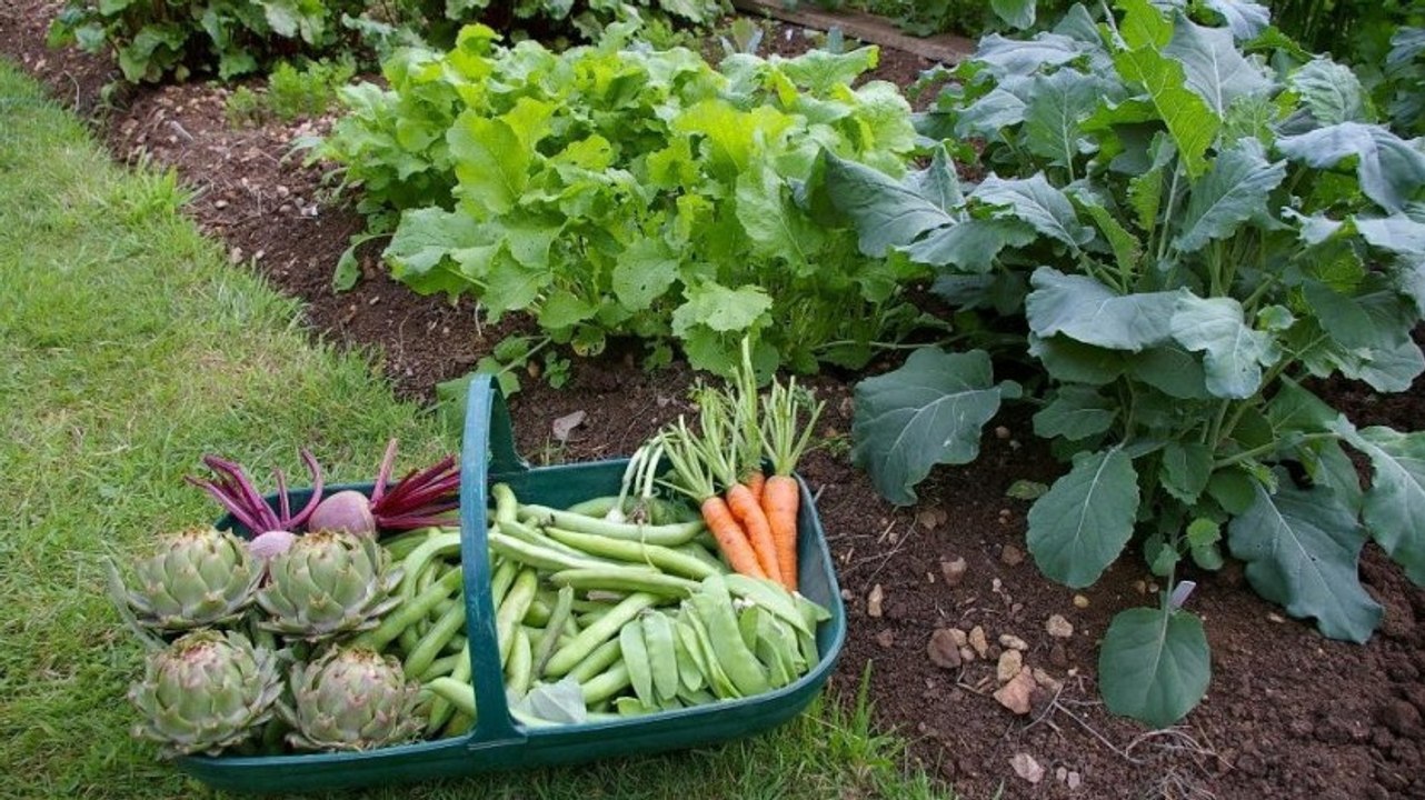 Lege dir einen Gemüsegarten an! Es ist ganz einfach und mit dieser Anleitung auch quasi umsonst