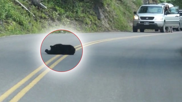 Auf einmal sehen die Autofahrer diese schwarze Masse mitten auf der Straße... und alle Autos halten an!