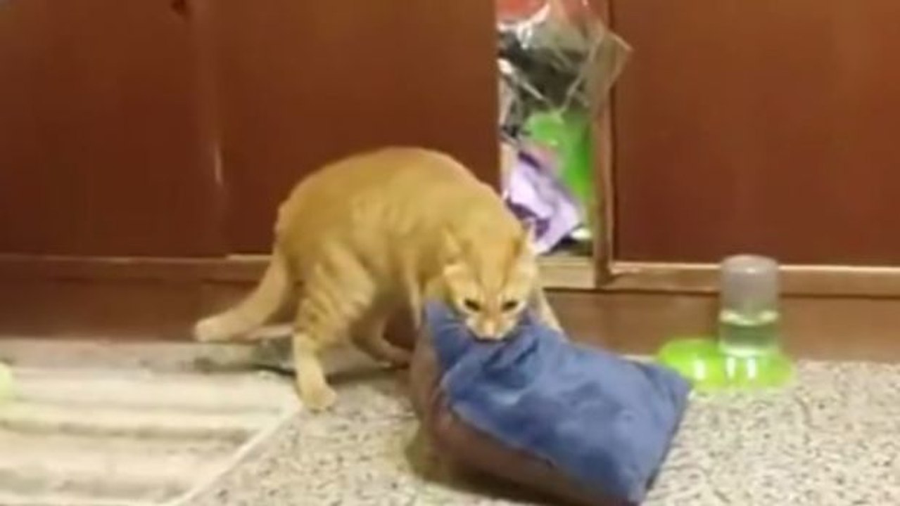 Diese Katze versucht vergeblich, ihr Lieblingskissen mit in die Schublade zu nehmen, in der sie schlafen will