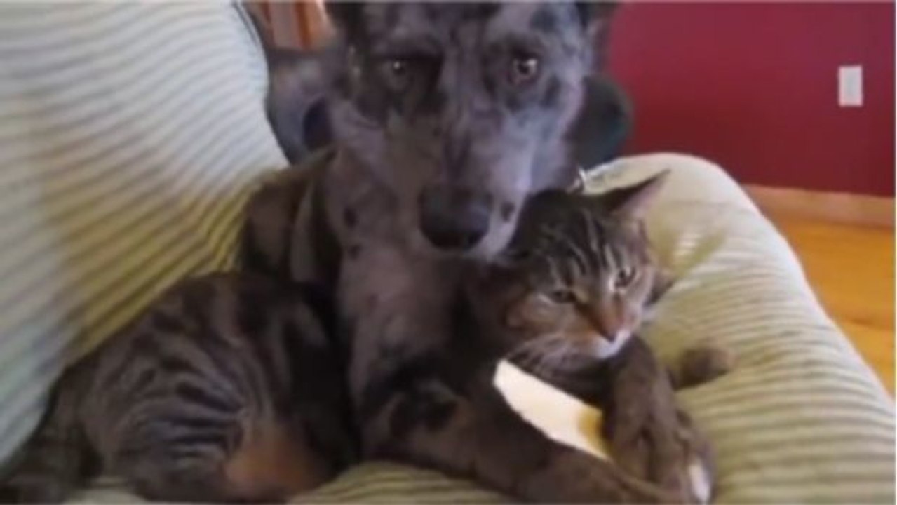 Dieser Hund kuschelt mit der Katze auf dem Sofa