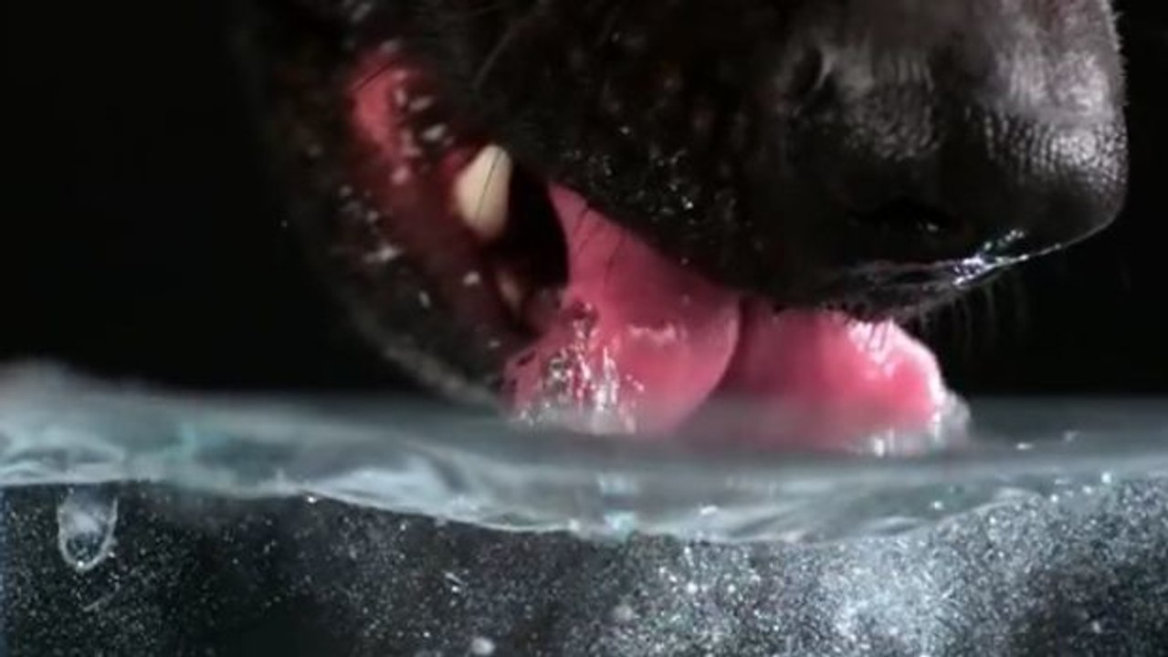 Dieses Video zeigt in Zeitlupe wie ein Hund trinkt... Er hat die Technik raus!