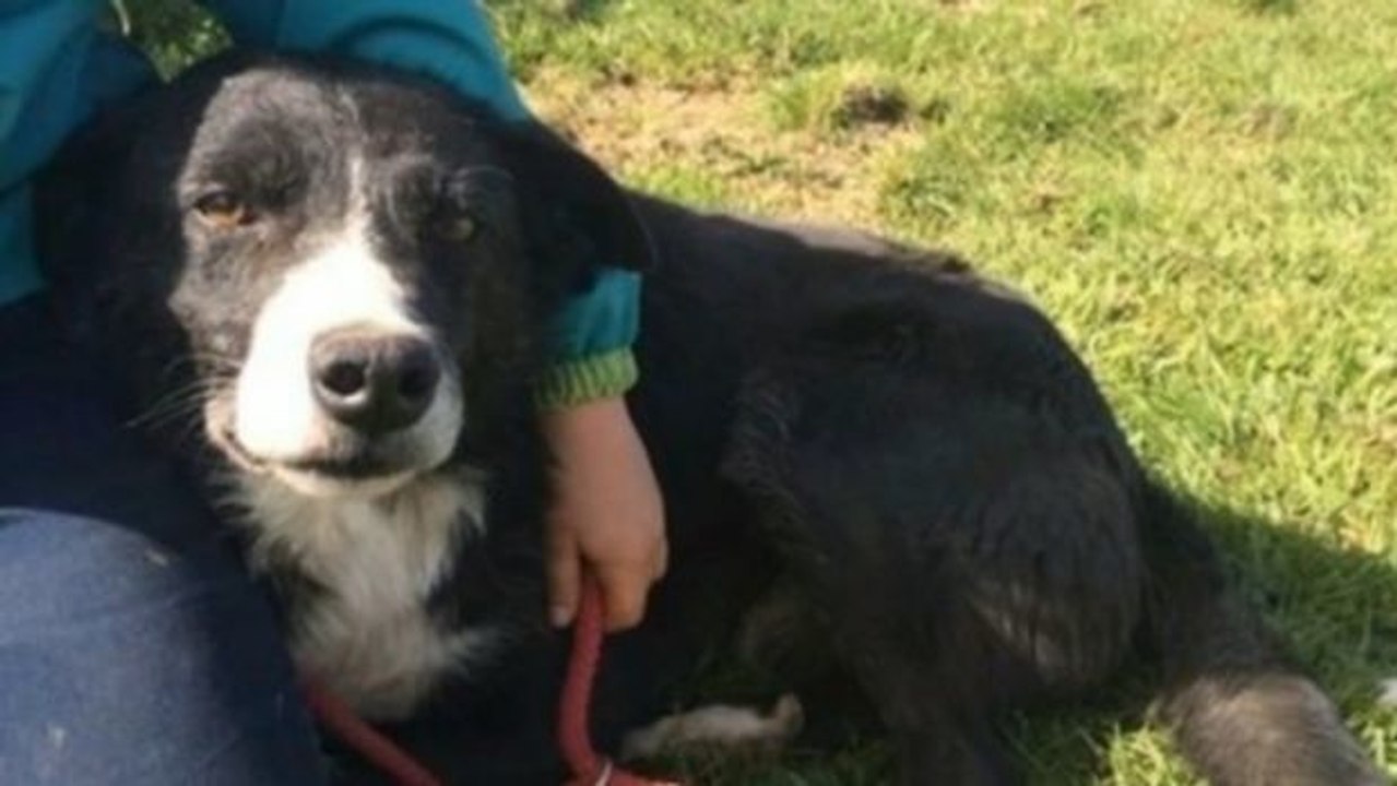 Dieser Hund legte mehr als 400 km zurück, um seine Familie wiederzufinden