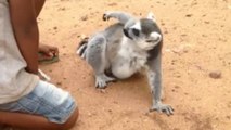 Das Video mit dem Lemur, der um Streicheleinheiten bettelt, macht die Runde im Netz