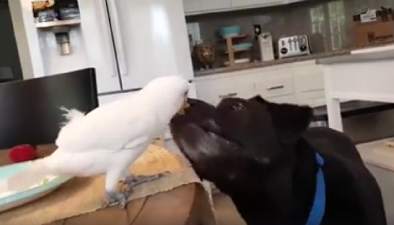 Dieser Hund und dieser Kakadu sind beste Freunde und gute Verbündete