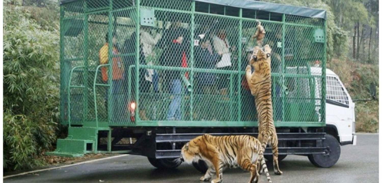 Unglaublich! In diesem Zoo sind die Menschen im Käfig