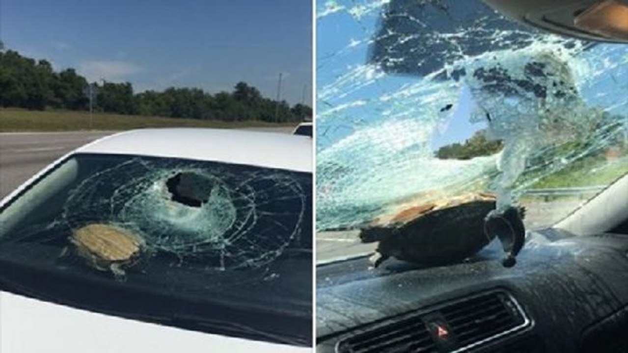 Eine Schildkröte landet auf einer Windschutzscheibe... und überlebt den Unfall!