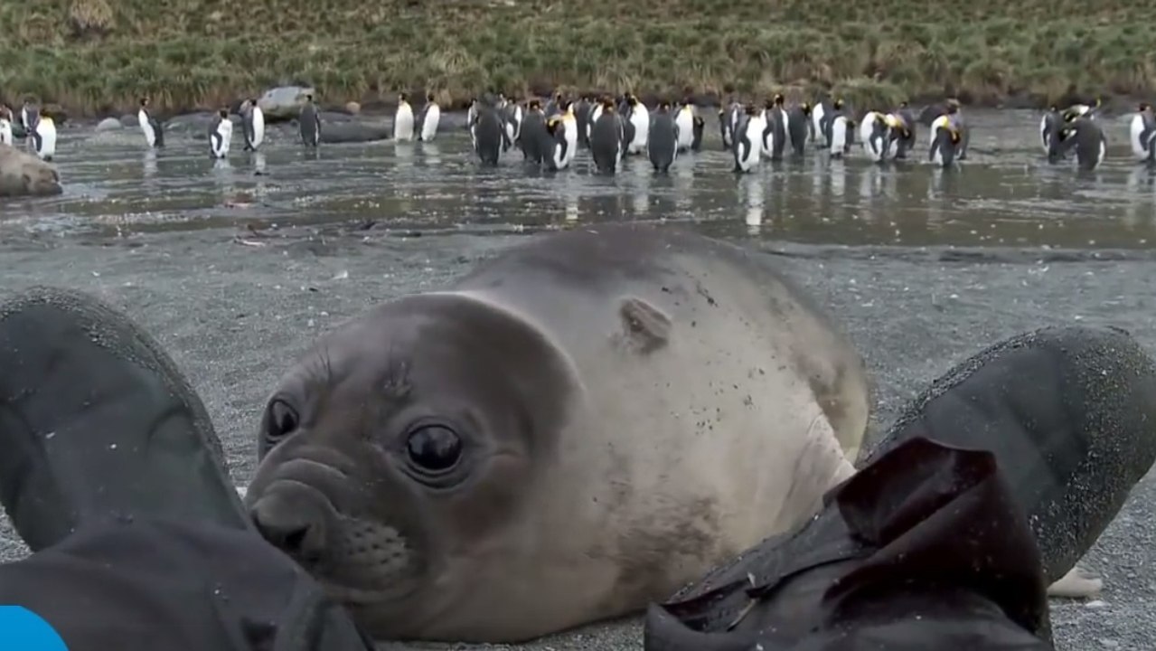 Dieses Robbenbaby nähert sich dem Kameramann... um mit seinen Stiefeln zu schmusen
