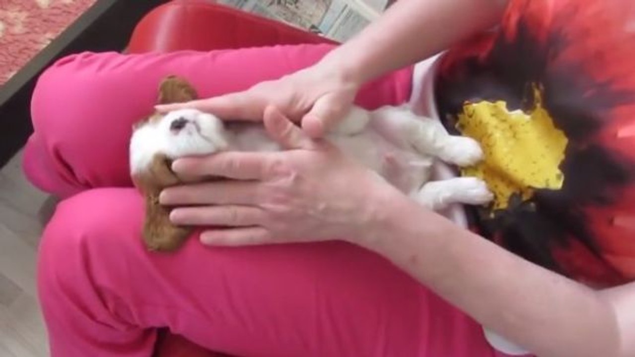 Dieser kleine Hund lässt sich genüsslich massieren... Wer wäre da nicht gern an seiner Stelle?