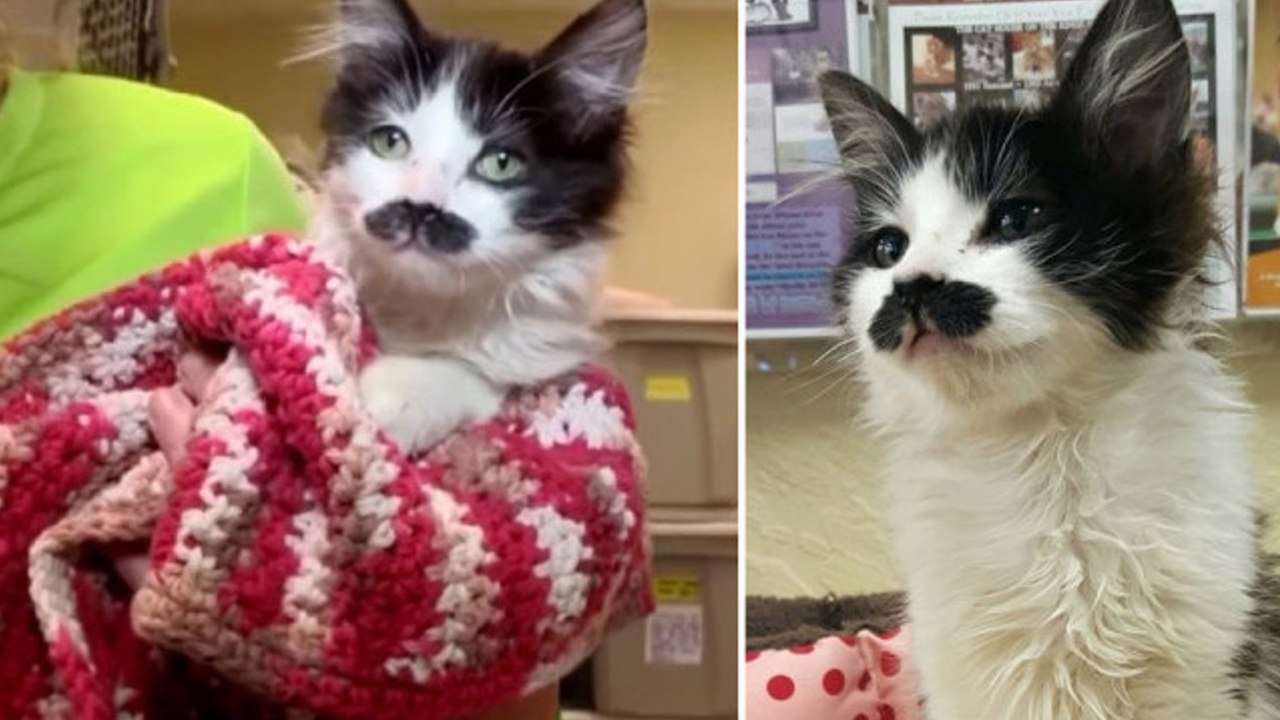 Sally Ann: Die schnurbärtige Katze hat eine zweite Chance bekommen