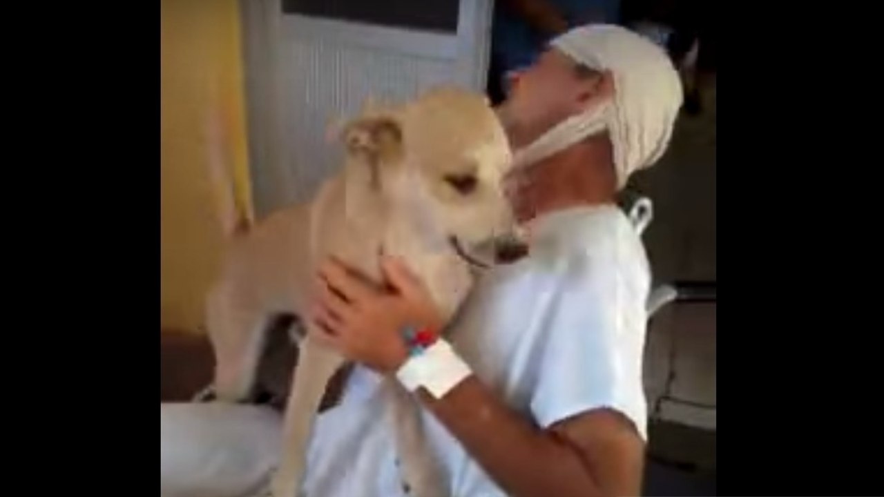 Unglaubliche Treue: Dieser Hund wartet geduldig vor dem Krankenhaus, bis sein Herr wieder herauskommt