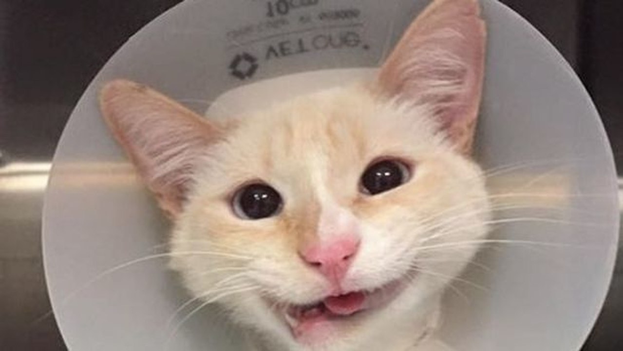 Dieses von einem Auto erfasste Kätzchen hatte einen gebrochenen Kiefer... Aber es konnte gerettet werden!