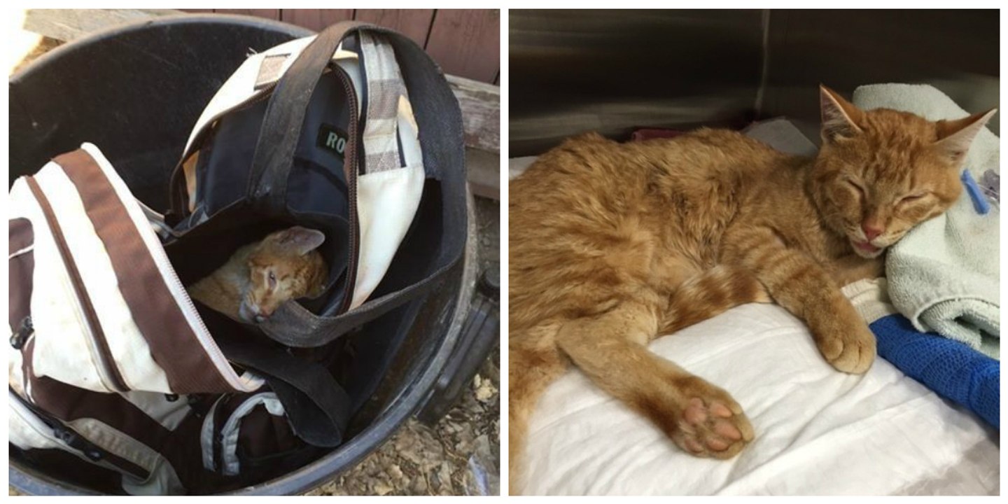 In einen Rucksack eingesperrt und in eine Mülltonne geworfen, wurde diese Katze gerade noch rechtzeitig gefunden...