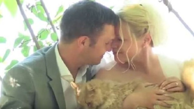 Außergewöhnlich: dieses Paar lädt 1 000 Katzen zu seiner Hochzeit ein!