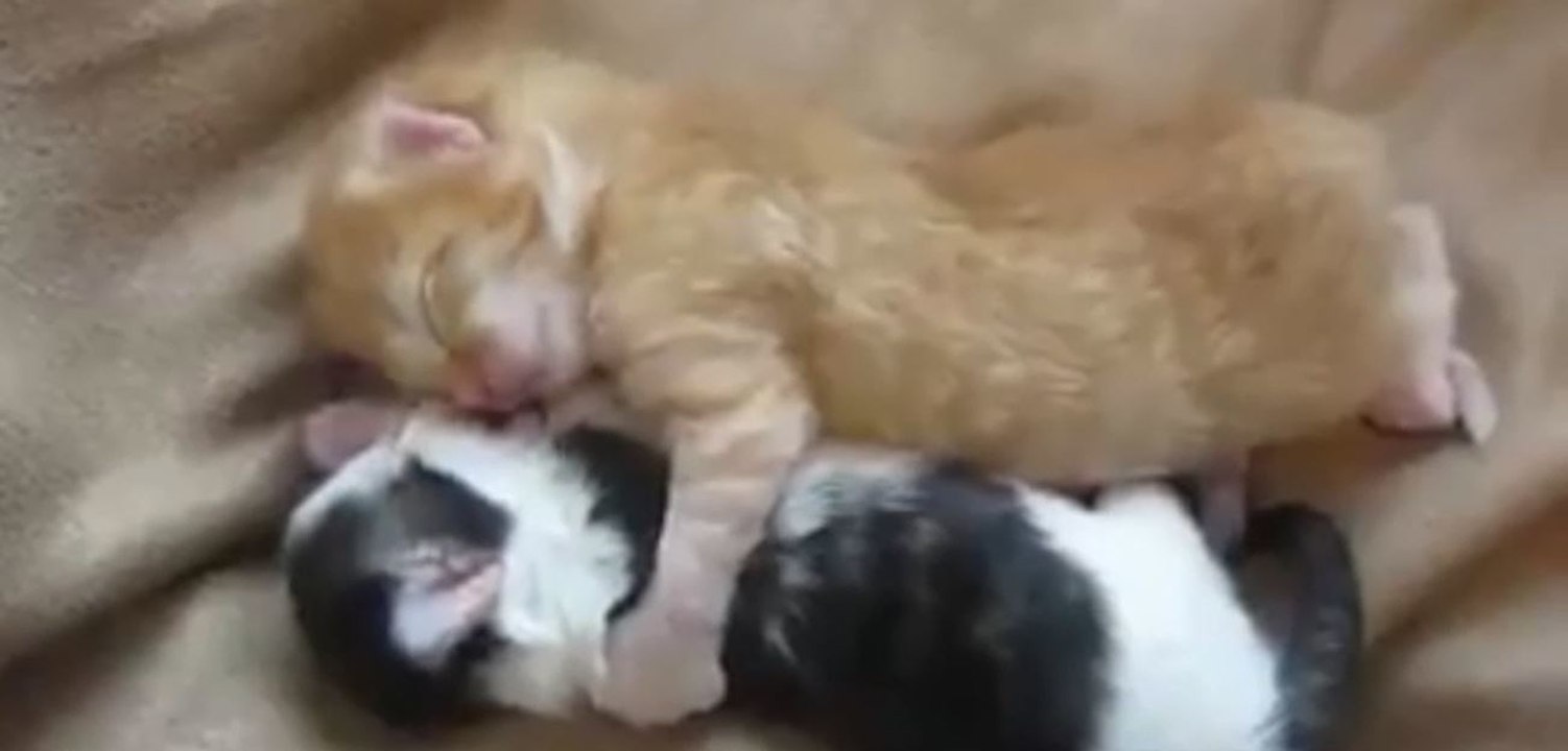 Zwei Kätzchen schmusen und halten sich beim Einschlafen