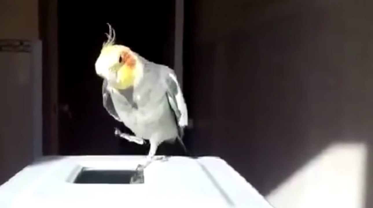 Dieser Nymphensittich ist ein künftiger Star im Irish Dance