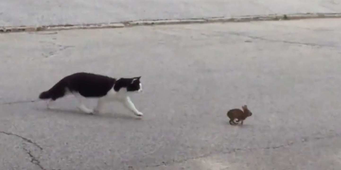 Katze rennt hinter Hasenbaby her, aber am Ende bewahrheitet sich ein altes Sprichwort!