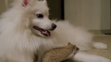 Video herunterladen: Ein Hund und ein Igel begegnen sich... und sind gleich beste Freunde