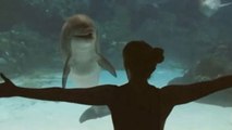Dieser Delfin ist fasziniert von dem, was das Mädchen da macht!