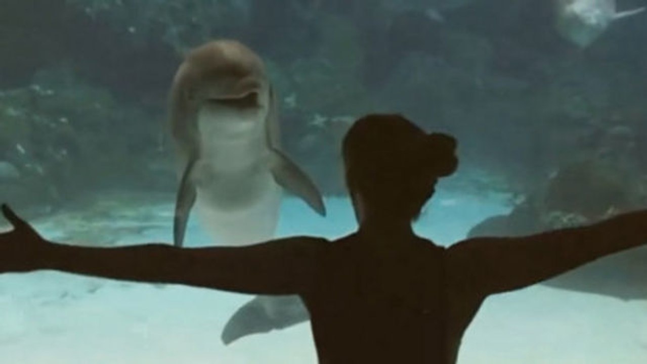 Dieser delfin ist fasziniert von dem, was das mädchen da macht!