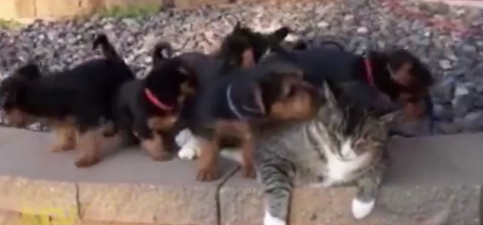 Eine Katze und ein Wurf junger Hunde