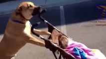 Diese Hunde gehen mit Babys und Kleinkindern Gassi... einfach süß!