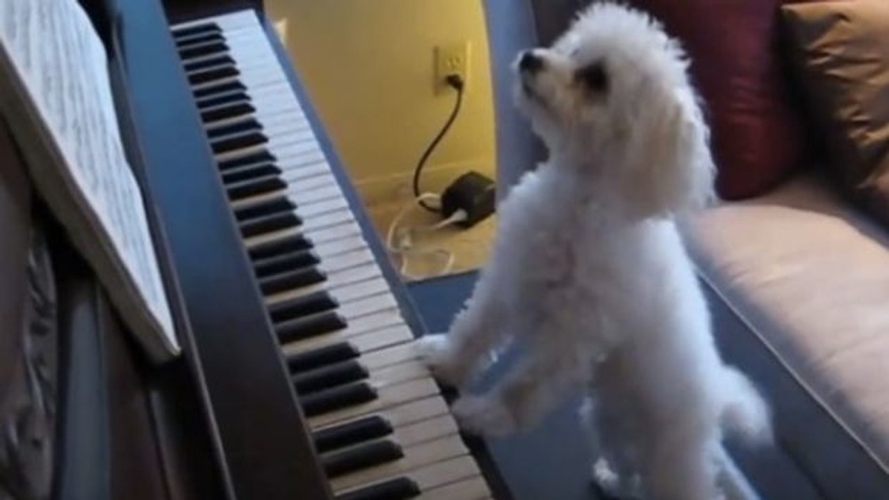 Dieser Hund ist ein Virtuose am Klavier
