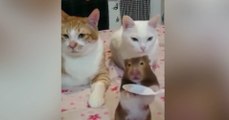 Zwei Katzen und eine Ratte fressen zusammen vom Löffel