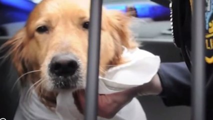 Feuerwehrmänner springen in den vereisten Fluss, um eine Hündin zu retten