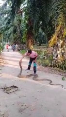 4.5 metrelik kral kobrayı çıplak elle yakaladı