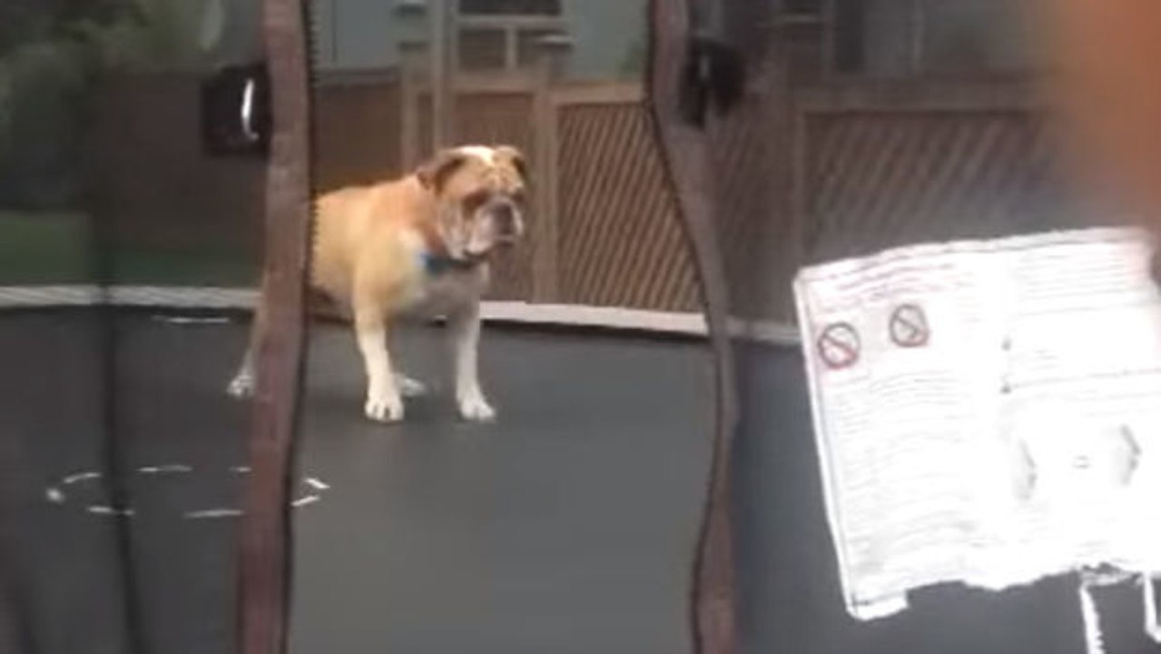 Dieser Hund liebt sein Trampolin und kann gar nicht genug davon bekommen