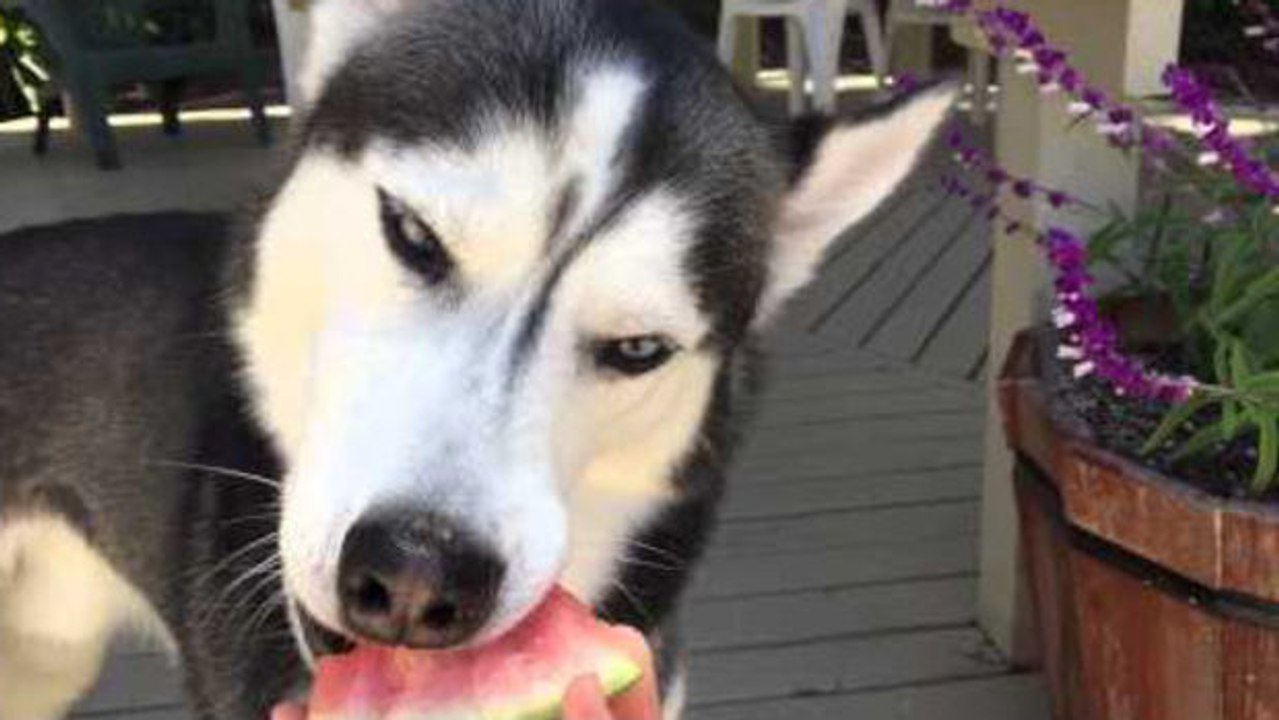 Dieser Husky liebt Wassermelone und zeigt es