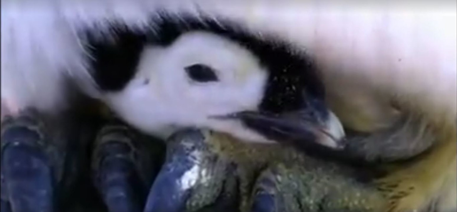 Kaiserpinguinen beim Schlüpfen zusehen, ist ein Erlebnis. Diese Bilder sind einfach herzallerliebst!