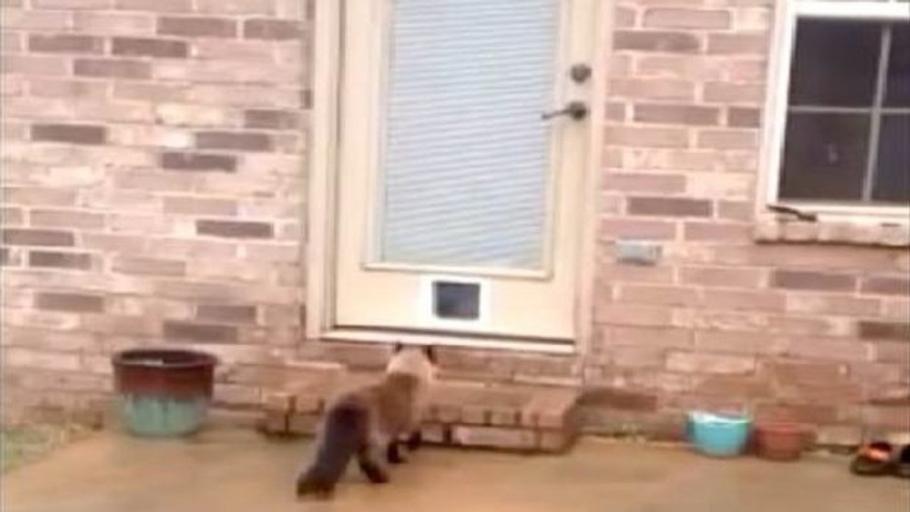 Er braucht über eine Stunde, um eine Katzenklappe anzubringen... und schaut euch die Reaktion der Katze an!