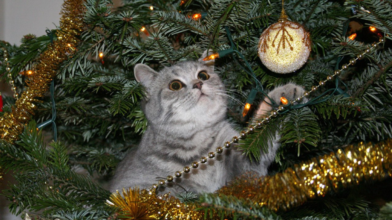 Oh Tannenbaum, oh Tannenbaum, ohje eine Katze!!