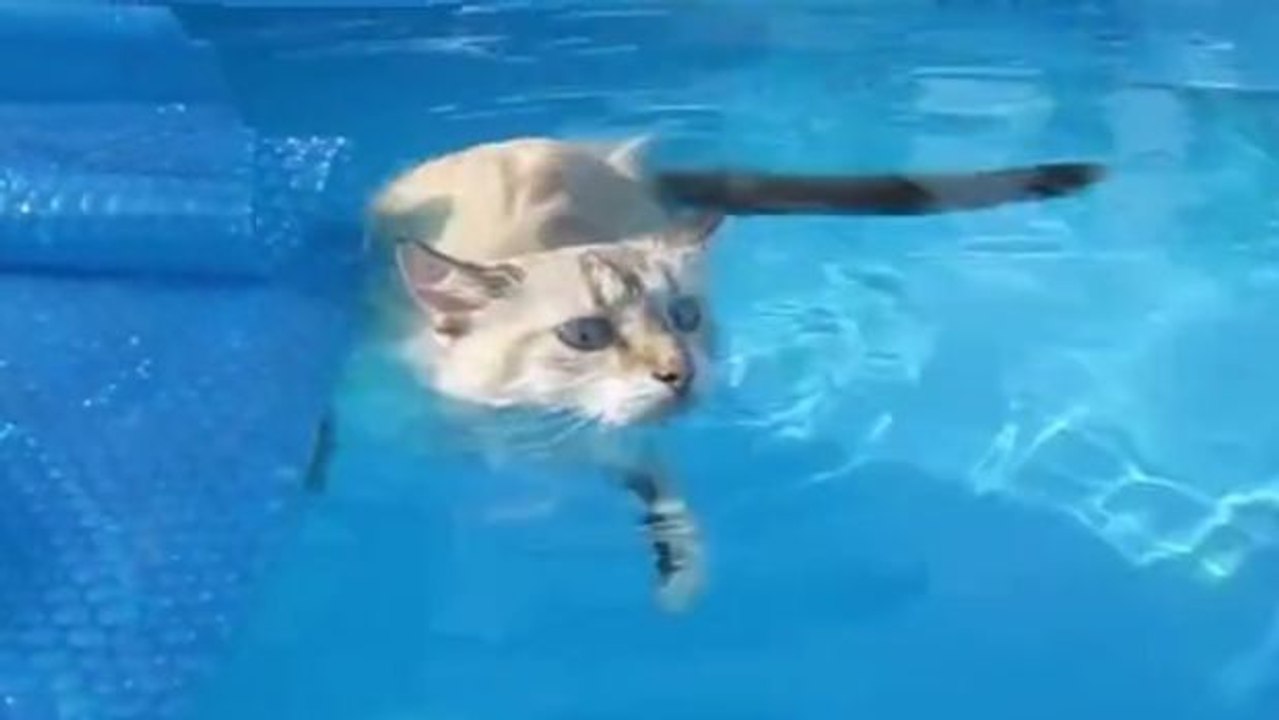 Entdeckt Sasha: die Katze, die es liebt zu schwimmen!