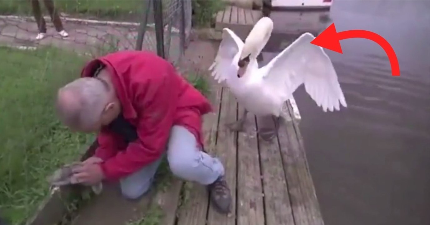 Das Schwanenküken steckt im Zaun fest. Als er es befreien möchte, nähert sich die Mama