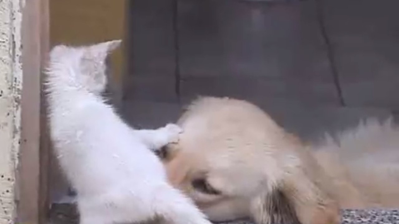 Ein süßes Kätzchen hört nicht auf diesen Labrador zu nerven