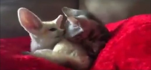 Das süße Aufwachen einer kleinen Katze und eines Wüstenfuchs... ihr werdet schmelzen!