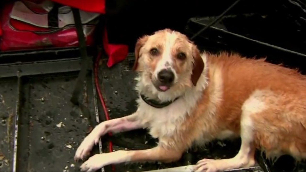 Dieser Hund war bei Überschwemmungen in Texas von seinem Besitzer angebunden zurückgelassen worden