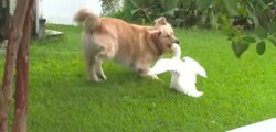 Eine nicht ganz alltägliche Freundschaft zwischen einem Golden Retriever und einer Ente