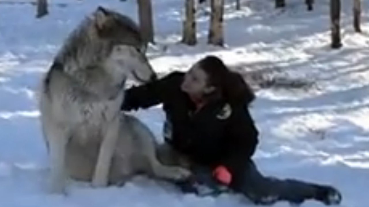 Sie hat eine unglaubliche Freundschaft mit einem riesigen Wolf