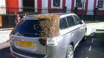 Dieser Autofahrer wird aus einem erstaunlichen Grund während 48 Stunden von einem Schwarm von 20 000 Bienen verfolgt