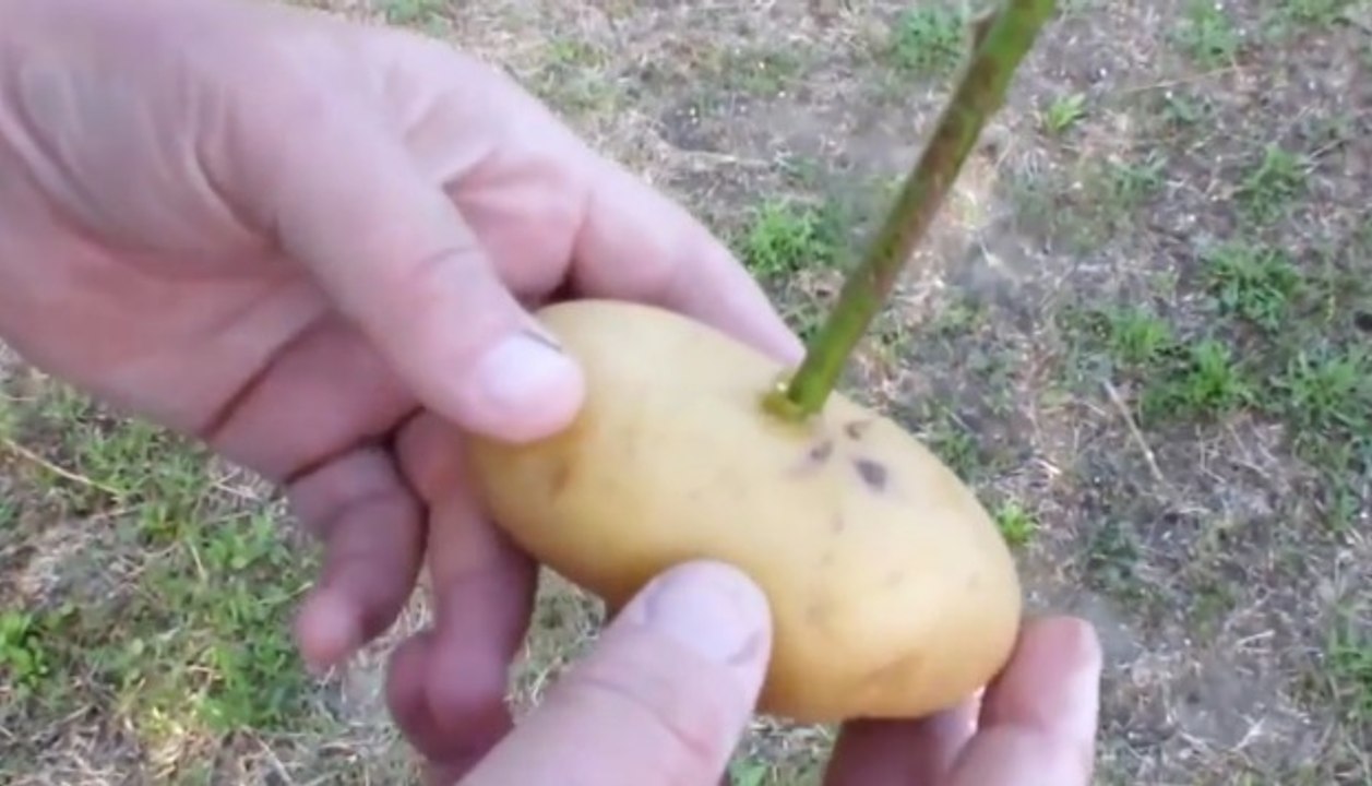 Diese Frau pflanzt einen Rosenstiel in eine Kartoffel, aus einem unglaublichen Grund